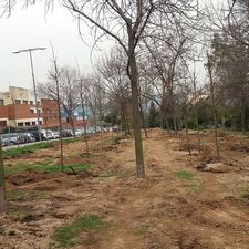 Alguns dels 78 arbres nous plantats al parc de la Fontsanta